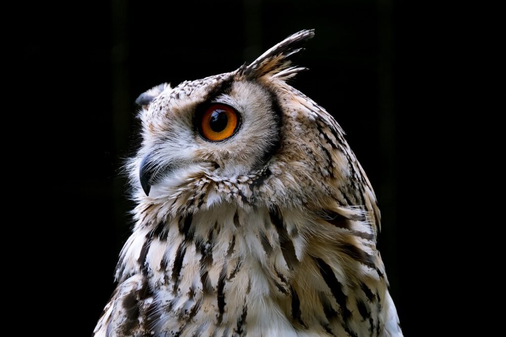 owl, bird, nature-7245438.jpg